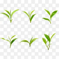 绿色小草-空若网 绿色小草-空若网