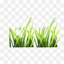 绿色小草-空若网 绿色小草-空若网