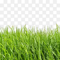 草地-空若网 草地-空若网
