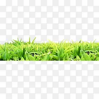 绿色小草-空若网 绿色小草-空若网