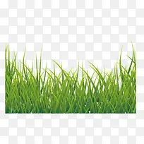 绿色小草-空若网 绿色小草-空若网