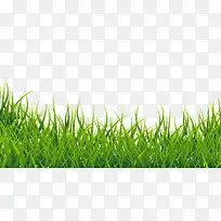 ÂÌɫС²Ý-¿ÕÈôÍø ÂÌɫС²Ý-¿ÕÈôÍø