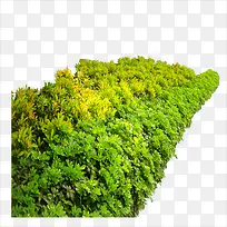 草坪-空若网 草坪-空若网