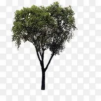 小树-空若网 小树-空若网