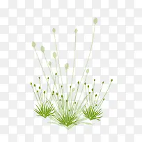 ÂÌɫС²Ý-¿ÕÈôÍø ÂÌɫС²Ý-¿ÕÈôÍø