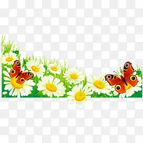 菊花-空若网 菊花-空若网