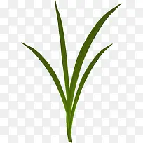 ��ɫС��-������