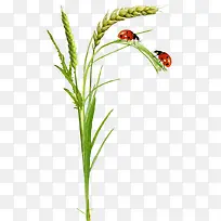 �̲�-������