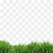 草元素-空若网 草元素-空若网