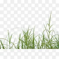 小草-空若网 小草-空若网