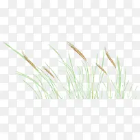 草-空若网 草-空若网