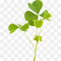 三叶草-空若网 三叶草-空若网