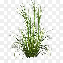 草丛-空若网 草丛-空若网