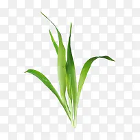 小草-空若网 小草-空若网