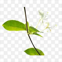 金银花-空若网 金银花-空若网