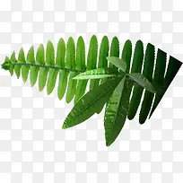 银蕨小草-空若网 银蕨小草-空若网