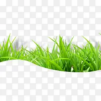 小草-空若网 小草-空若网