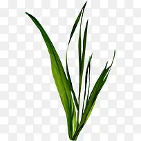 绿草-空若网 绿草-空若网