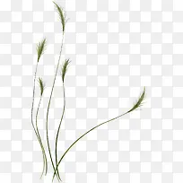 小草-空若网 小草-空若网