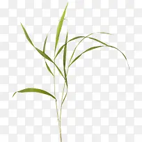 ÂÌɫƯÁÁС²Ý-¿ÕÈôÍø ÂÌɫƯÁÁС²Ý-¿ÕÈôÍø