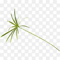 绿草-空若网 绿草-空若网