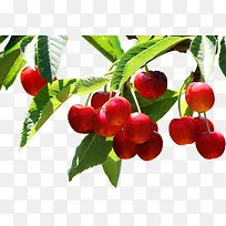 红色樱桃水果植物-空若网 红色樱桃水果植物-空若网
