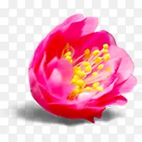 高清摄影红色的桃花-空若网 高清摄影红色的桃花-空若网