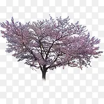 红色桃花创意高清摄影-空若网 红色桃花创意高清摄影-空若网