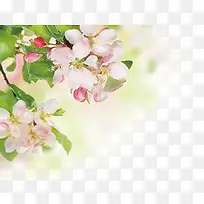 红色桃花高清摄影-空若网 红色桃花高清摄影-空若网