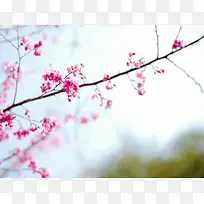 唯美红色桃花摄影图-空若网 唯美红色桃花摄影图-空若网