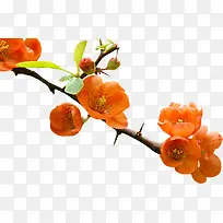 红色花朵水彩桃花-空若网 红色花朵水彩桃花-空若网