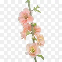 桃花红色桃花桃花树枝-空若网 桃花红色桃花桃花树枝-空若网