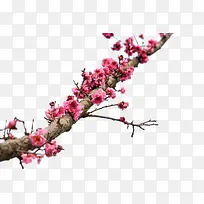 ��֦�һ���ɫ����-������