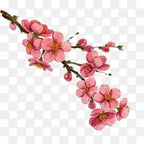 Ë®²ÊºìÉ«ÌÒ»¨-¿ÕÈôÍø Ë®²ÊºìÉ«ÌÒ»¨-¿ÕÈôÍø