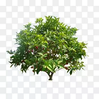 ˮõ��ƻ����ͨ��ʯ��צ��ƻ��������������â����-������