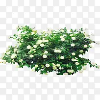 小清新白色花束-空若网 小清新白色花束-空若网