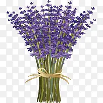 薰衣草素材-空若网 薰衣草素材-空若网