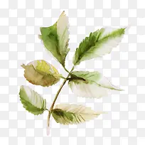 �ֻ�ˮ����Ҷ-������