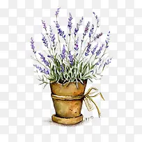 薰衣草-空若网 薰衣草-空若网