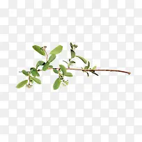 花朵树枝-空若网 花朵树枝-空若网