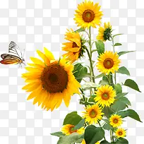 ��ɫ�ɰ����տ�����-������