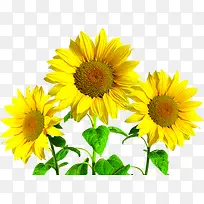 黄色唯美向日葵创意-空若网 黄色唯美向日葵创意-空若网