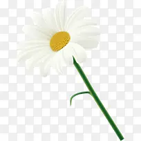 菊花装饰设计矢量-空若网 菊花装饰设计矢量-空若网