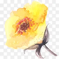 水彩手绘黄色菊花-空若网 水彩手绘黄色菊花-空若网