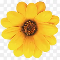 黄色菊花淘宝促销-空若网 黄色菊花淘宝促销-空若网