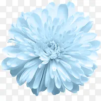 免抠透明白色菊花-空若网 免抠透明白色菊花-空若网