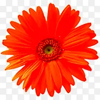 橙色菊花花卉七夕情人节-空若网 橙色菊花花卉七夕情人节-空若网