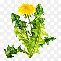 ˮ�ʾջ���ɫҶ��-������