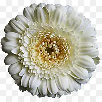 菊花白色菊花装饰-空若网 菊花白色菊花装饰-空若网