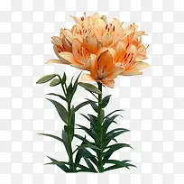 手绘菊花-空若网 手绘菊花-空若网